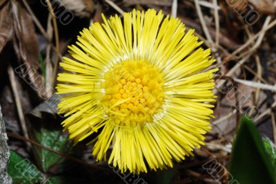 yellow flower