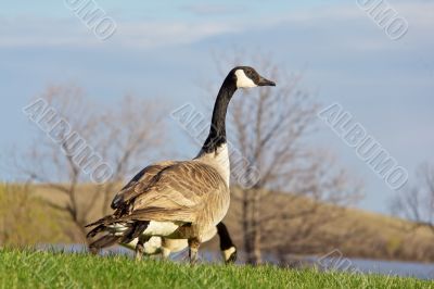 Canada goose looking up for signs of danger
