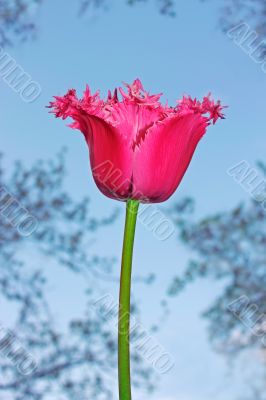 Purple tulip flower 