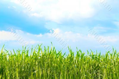 view of the sky through the green grass