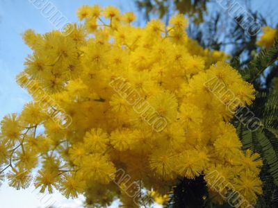 mimosa