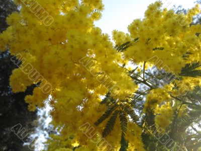mimosa