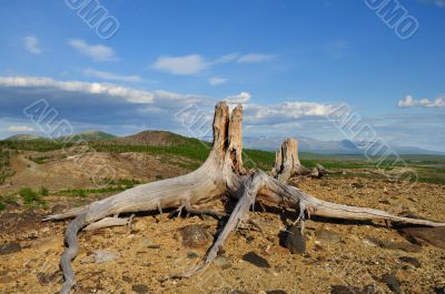 Old stumps