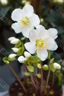 snow-white anemones in a pot