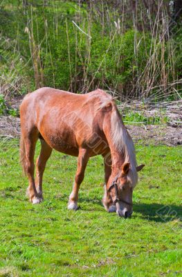 brown horse in a green field of grass