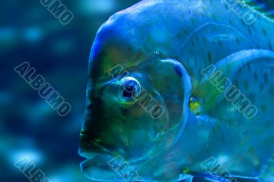 bizarre fish