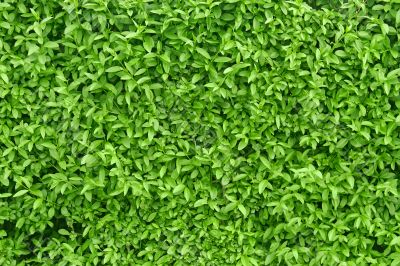 A fragment of a green living fence
