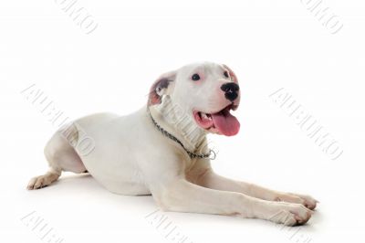 dogo argentino