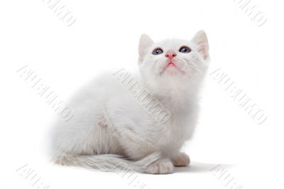 white kitten