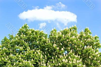 chestnut with white flowers against the sky