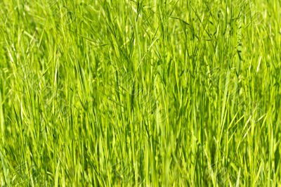young green grass as a background