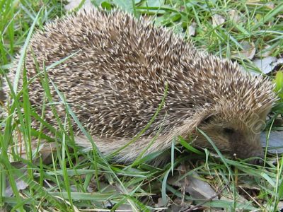 hedgehog