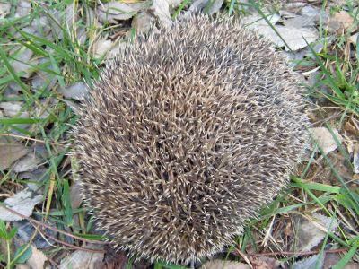 hedgehog