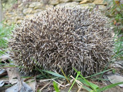 hedgehog