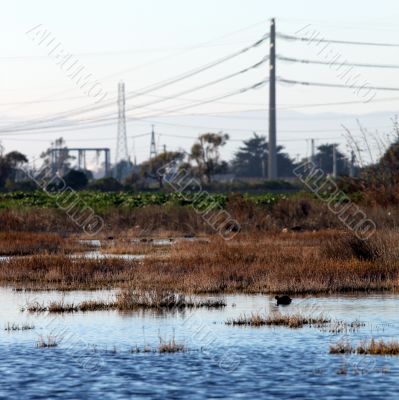 wetland