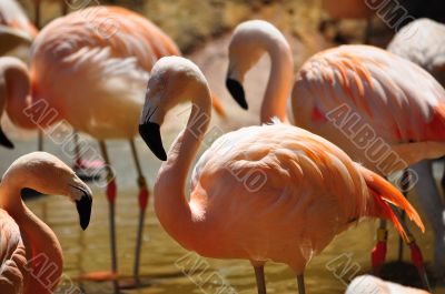 Colony of Flamingos