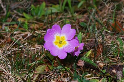 Primrose flower