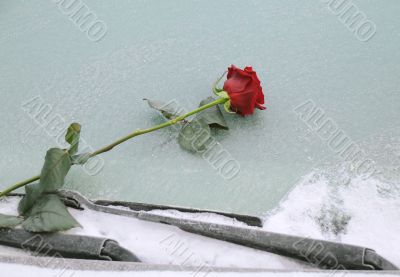 Red Rose on Icy Windshield