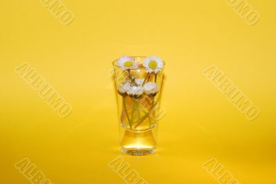 daisy in the glass