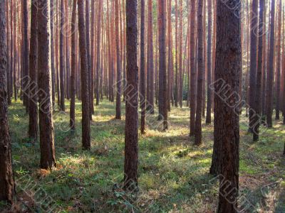 straight wood