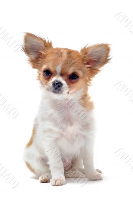 puppy chihuahua