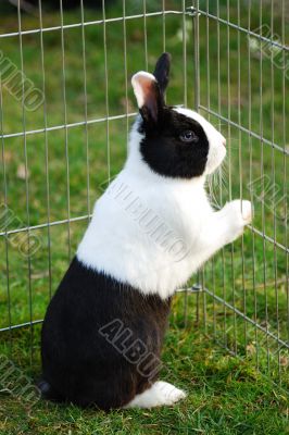 hare locked up