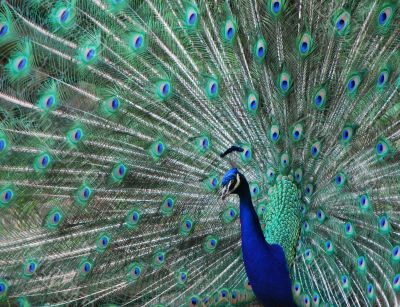 peacock