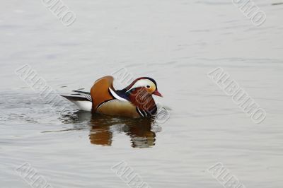 male mandarin duck ( Aix galericulata)
