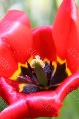 Red tulip