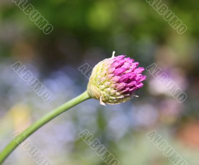 Allium bud