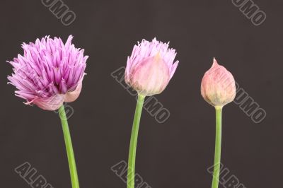 Chives