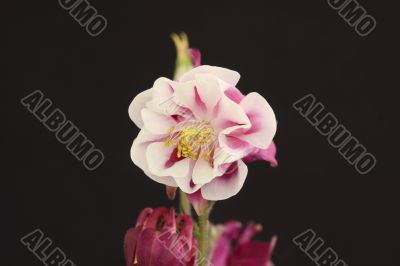 Aquilegia