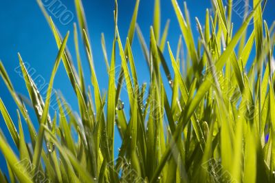 Green Grass