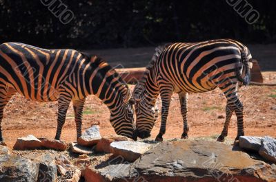 Zebras Playing