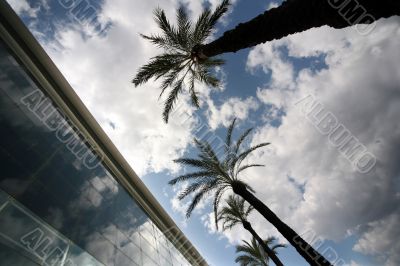 Palm trees