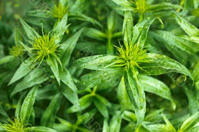 Group of young green plants