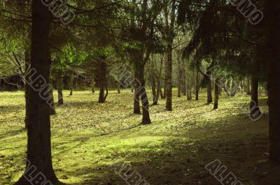 Spring in forest