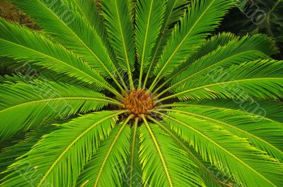 Cycas revoluta (sago cycad)