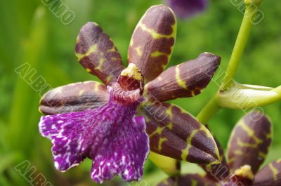 Orchid Flower - Zygopetalum Sp.