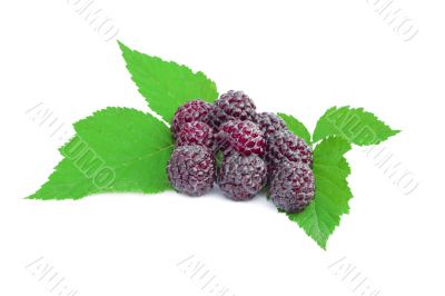 blackberries fruit  with green leaves 