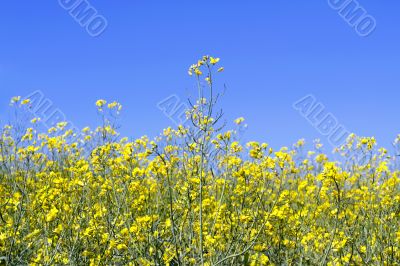 sky through the green grass with yellow flowers