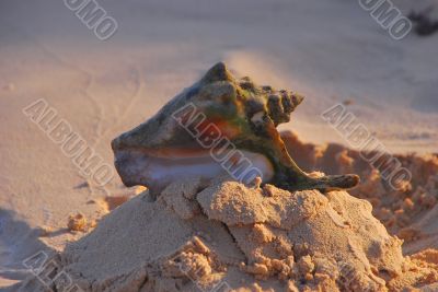 shell at the beach