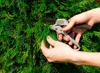 Hands cut green a bush scissors