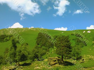 Green trees anf the Blue sky