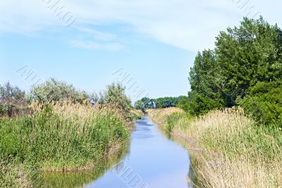 river with reeds on the banks