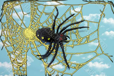 Spider