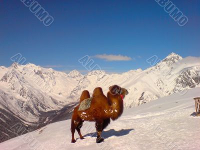 Camel and the snow