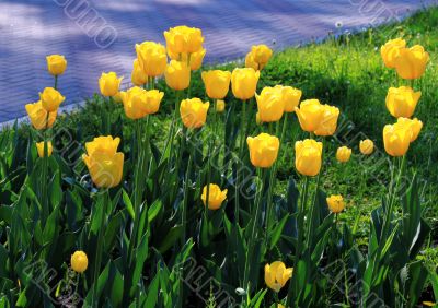 Yellow tulips
