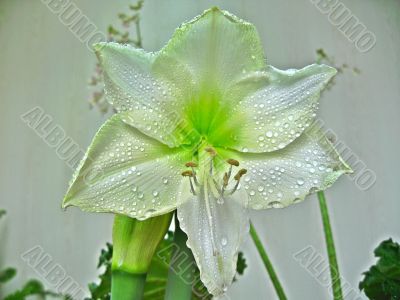 White amarilis in bloom
