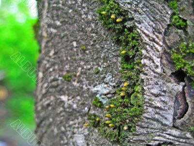 Moss on the tree